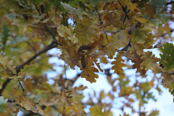 autumn pictures fall