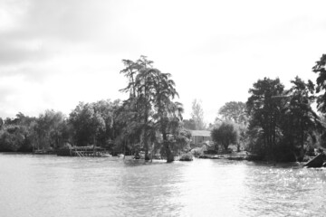 trees in the river