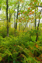Fototapeta premium Autumn landscape.