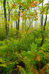 Fototapeta premium Autumn landscape.