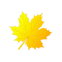 autumn maple leaf