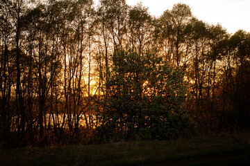 Fototapeta na wymiar River, pond, lake behind the trees. Sunset.