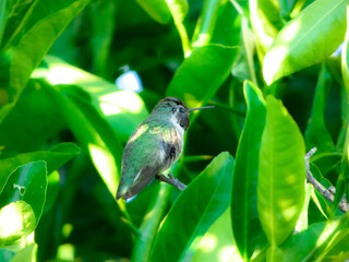 hummingbird on a branch