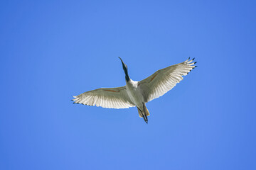 Australian white Ibis flying over head