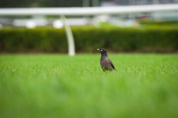 Common Myna sitting in on the grass