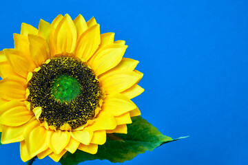 Close-up of a beautiful sunflower on a blue background.