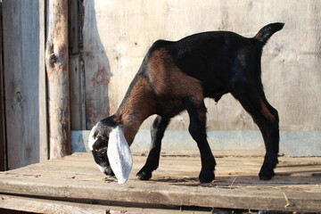 brown kid Nubian animal on the farm beautiful walking