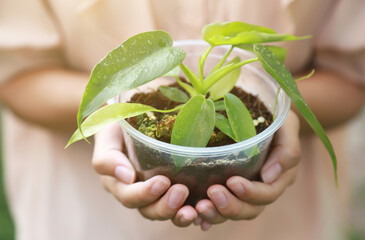 girl hand holding philodendron minarum  plant in pot  for taking care in farm