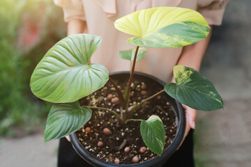 girl hand holding Homolomena Rebescens Variegated pot growing in plant farm from local business of people living life