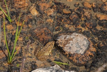 Columbia Spotted Frog (Rana luteiventris) in a lake in Beartooth Mountains, Montana