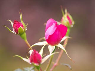 満開に咲き誇るバラ園