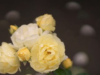 満開に咲き誇るバラ園