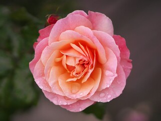 満開に咲き誇るバラ園