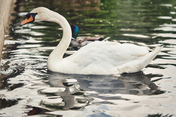 A white swan with a long neck and a red beak floats on the water