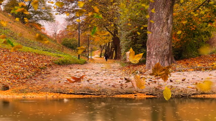 Autumn yellow leaves fall from branch on tree lake green grass in park nature landscape  scenery ...