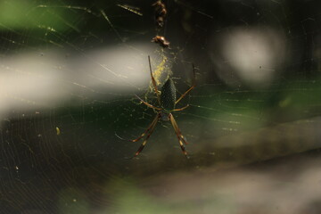 spider on the web