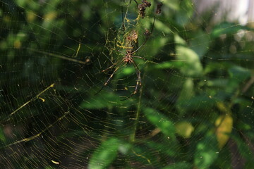 spider on web