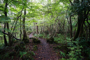 a refreshing summer forest with a path, in the rain