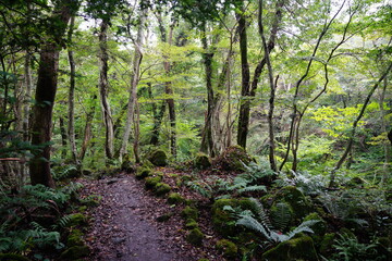 a refreshing summer forest with a path, in the rain