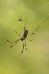 spider on a web