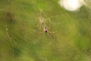 spider