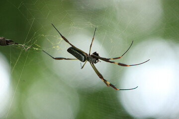 spider