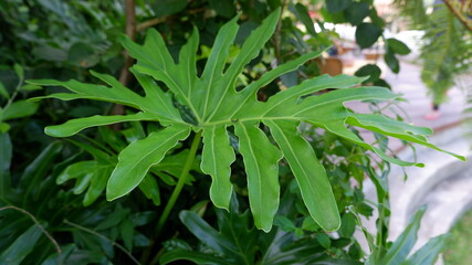 green philodendron selloum plant in the garden