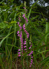 Taraerancho, oak flower, and walnut flower
