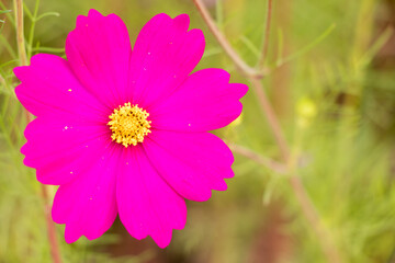 Obraz premium Beautiful pink color cosmos (Mexican aster) flower background