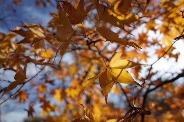 Red autumn leaves of Japanese Maple
