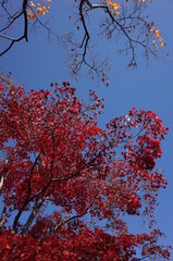 Red autumn leaves of Japanese Maple
