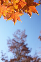 Red autumn leaves of Japanese Maple
