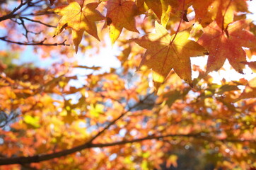 Red autumn leaves of Japanese Maple
