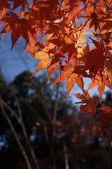 Red autumn leaves of Japanese Maple
