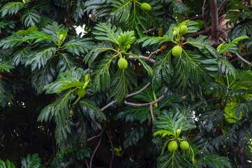 Breadfruits (Artocarpus altilis) and its green leaves on the tree