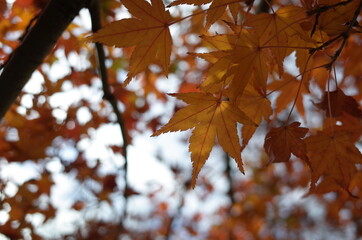 Fototapeta na wymiar Red autumn leaves of Japanese Maple 