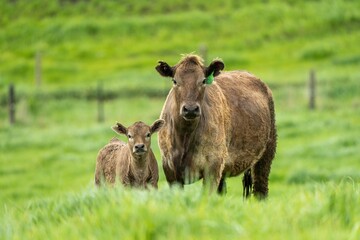 Stud Angus, wagyu, Murray grey, Dairy and beef Cows and Bulls grazing on grass and pasture in a...