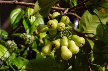 Young water apples fruits (Syzygium aqueum) on its tree, known as rose apples or watery rose apples