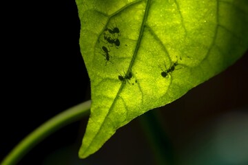A green leaf with ant shadow, in shallow focus for natural background