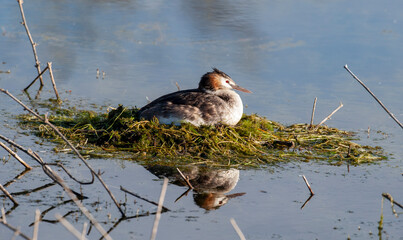 Great crested grebe on a nest in Lake Bindegolly National park Queensland, Australia.