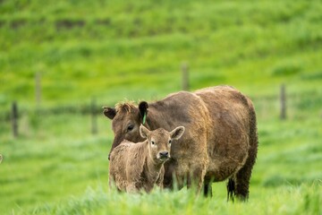 Stud Angus, wagyu, Murray grey, Dairy and beef Cows and Bulls grazing on grass and pasture in a...