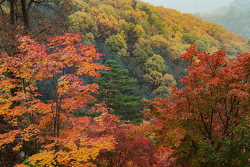 가을 단풍 풍경