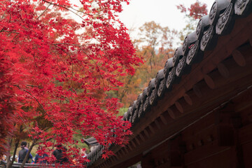 가을 단풍 풍경