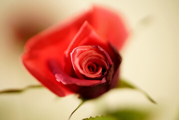 Close up of rose petal texture