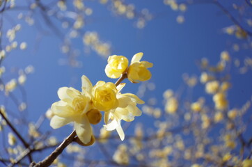 Light Cream Flowers of Wintersweet in Full Bloom
