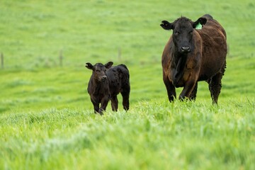 Stud Angus, wagyu, Murray grey, Dairy and beef Cows and Bulls grazing on grass and pasture in a...