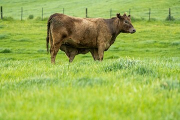 Stud Beef bulls, cows and calves grazing on grass in a field, in Australia. breeds of cattle...