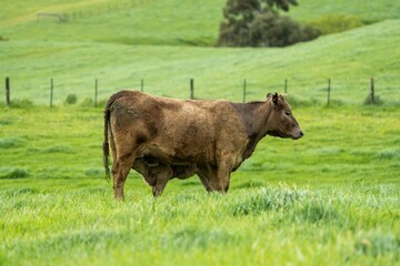 Stud Beef bulls, cows and calves grazing on grass in a field, in Australia. breeds of cattle...