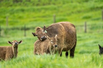 Stud Beef bulls, cows and calves grazing on grass in a field, in Australia. breeds of cattle...