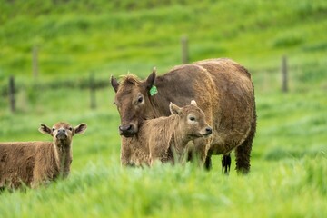 Stud Angus, wagyu, Murray grey, Dairy and beef Cows and calf grazing on grass and pasture in a...